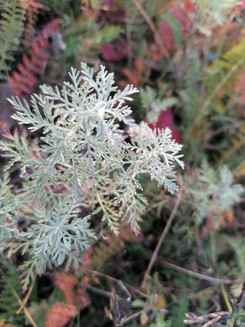 Artemisia pontica (Roman Wormwood) (alternate view 12)