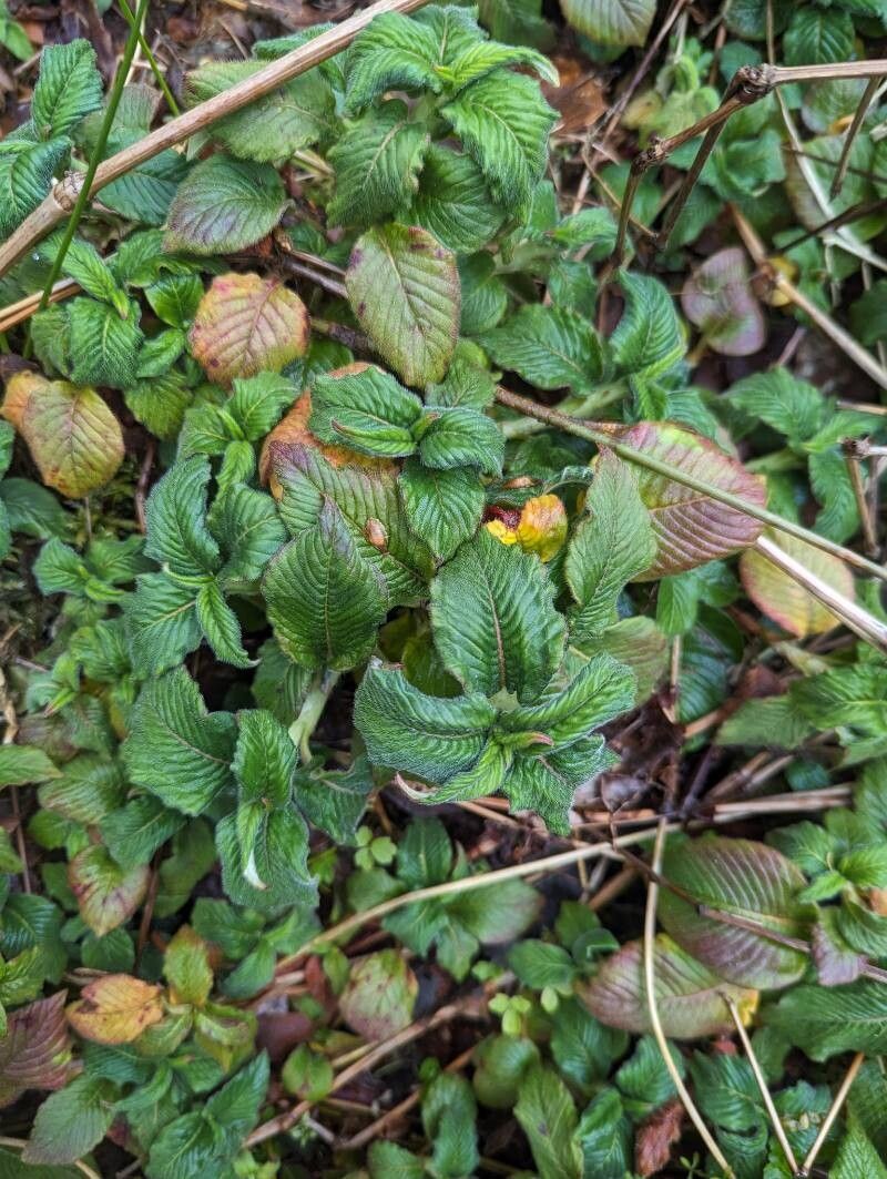 Koenigia campanulata (Lesser Knotweed) (alternate view 6)