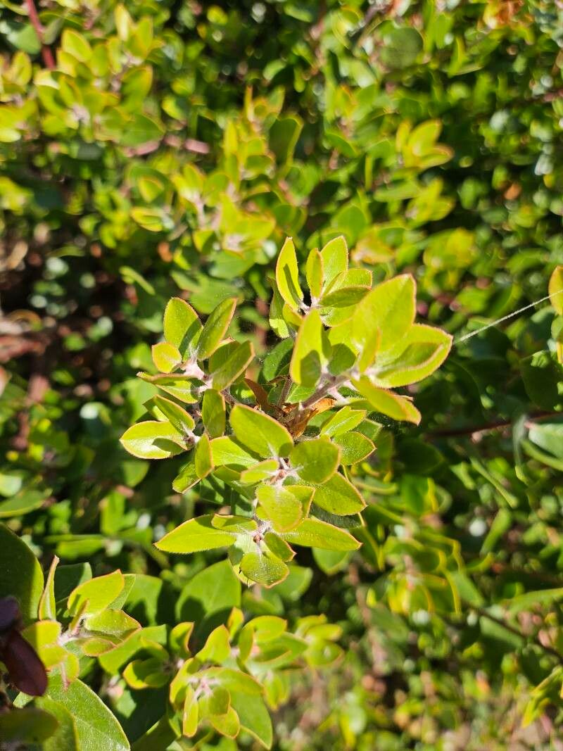 Arctostaphylos edmundsii (Pacific Mist Manzanita)