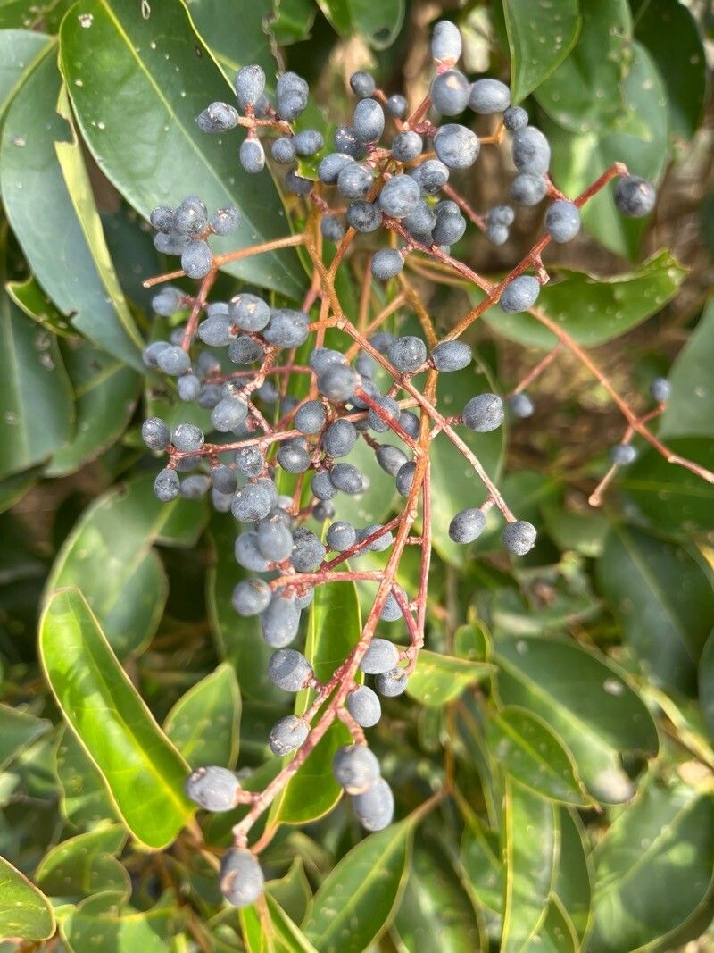 Ligustrum japonicum (Waxleaf Privet)