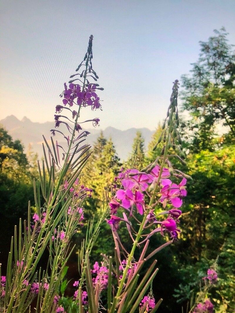 Chamerion angustifolium (fireweed) (alternate view 4)