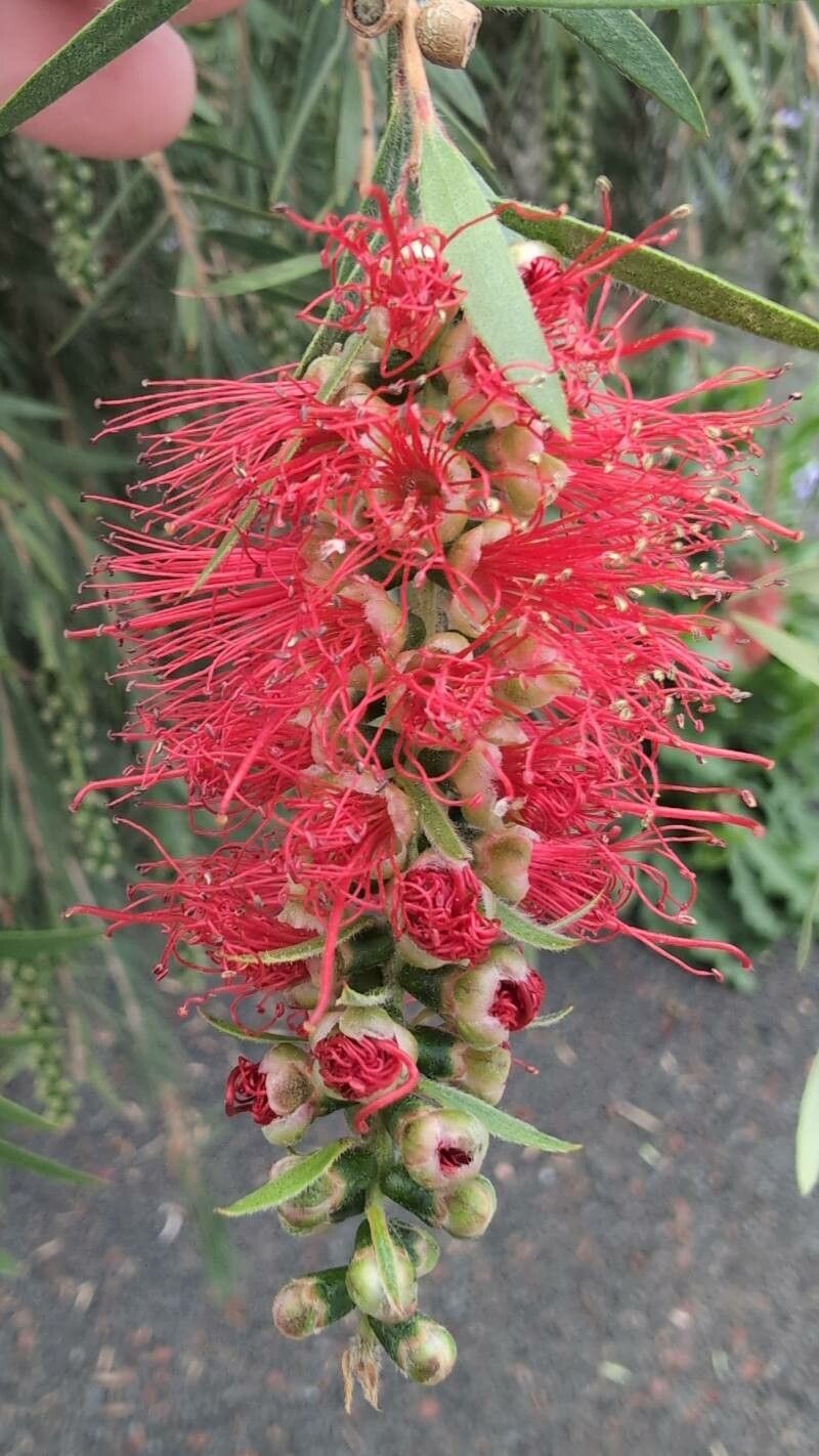 Callistemon viminalis, Weeping bottlebrush — spreading evergreen (Myrtaceae) (image 2 of 10)