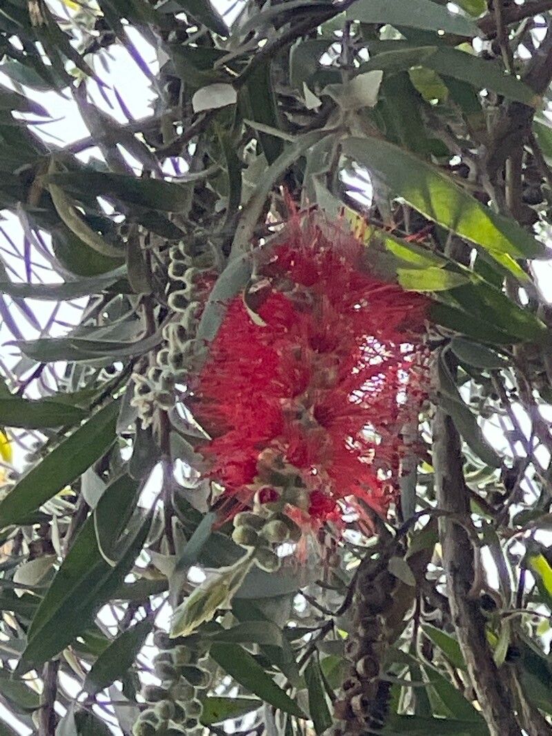 Callistemon viminalis, Weeping bottlebrush — spreading evergreen (Myrtaceae) (image 7 of 10)