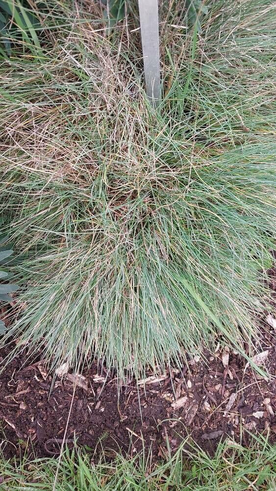 Festuca glauca (blue fescue) (alternate view 13)