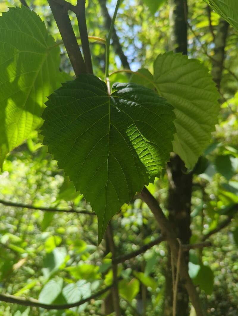 Davidia involucrata (dove tree)