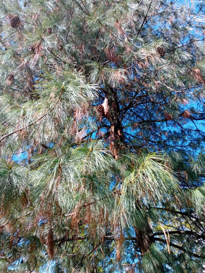 Pinus wallichiana (Himalayan Pine) (alternate view 3)