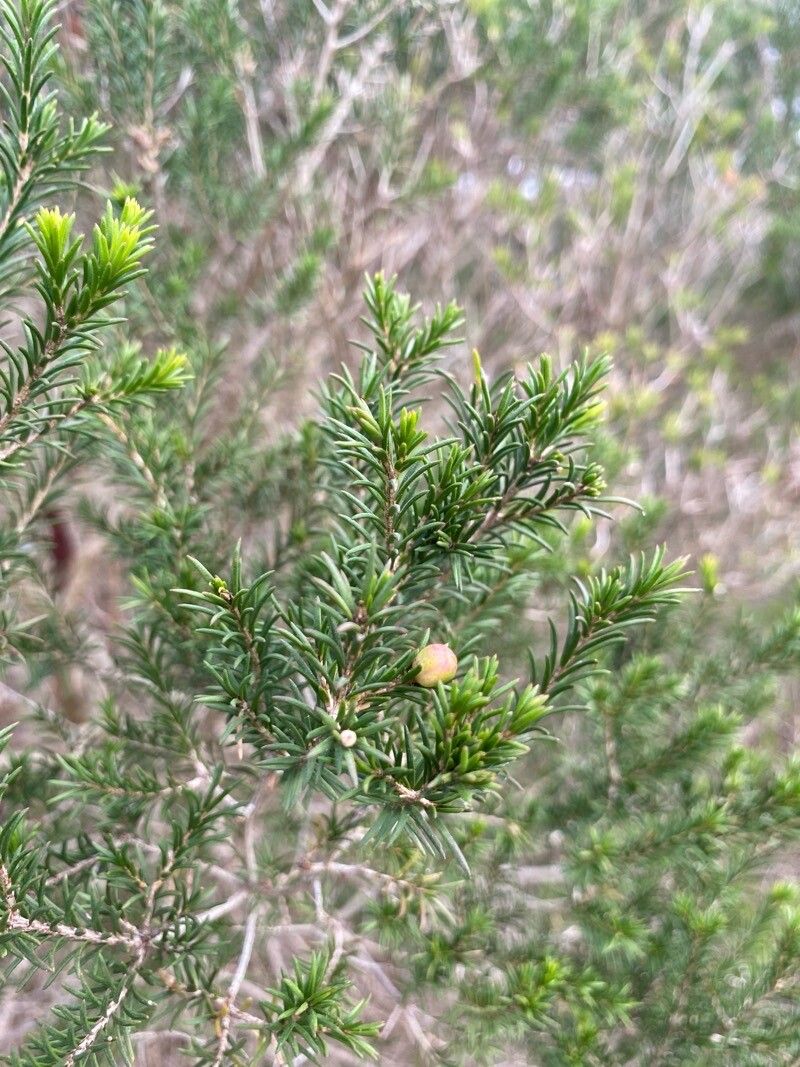 Melaleuca ericifolia (Swamp Paperbark) (alternate view 11)