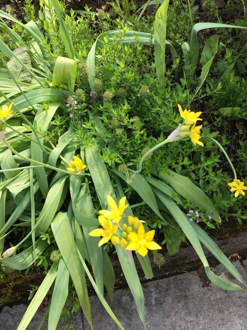 Allium moly (Golden Garlic) (alternate view 12)
