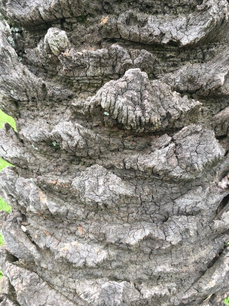 Butia capitata (Pindo Palm) (alternate view 10)