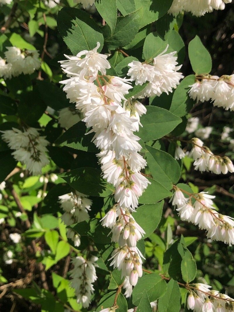 Deutzia gracilis (slender deutzia) (alternate view 4)