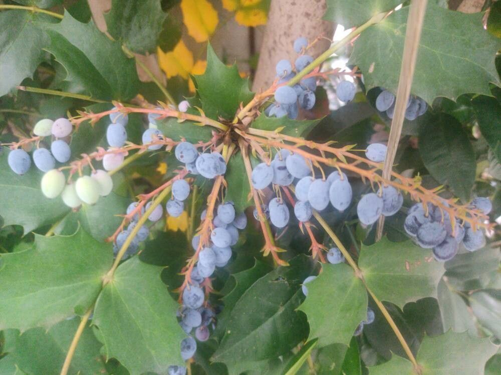 Mahonia japonica, Japanese mahonia — upright evergreen (Berberidaceae) (image 2 of 7)