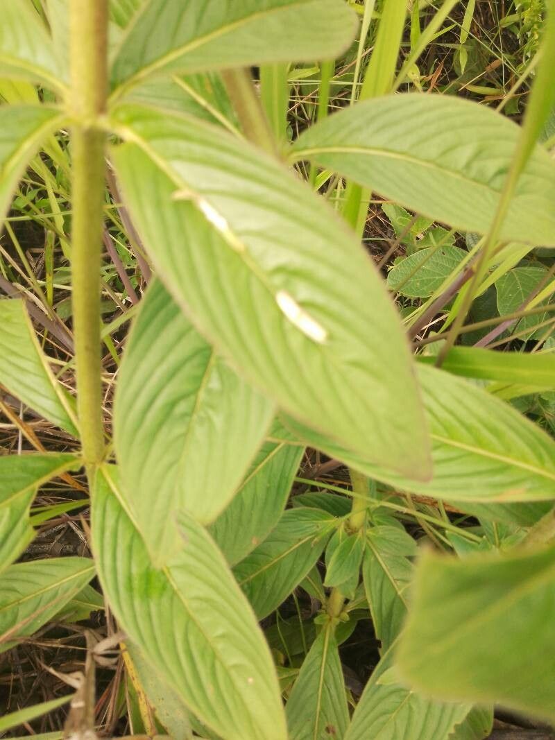 Pentas