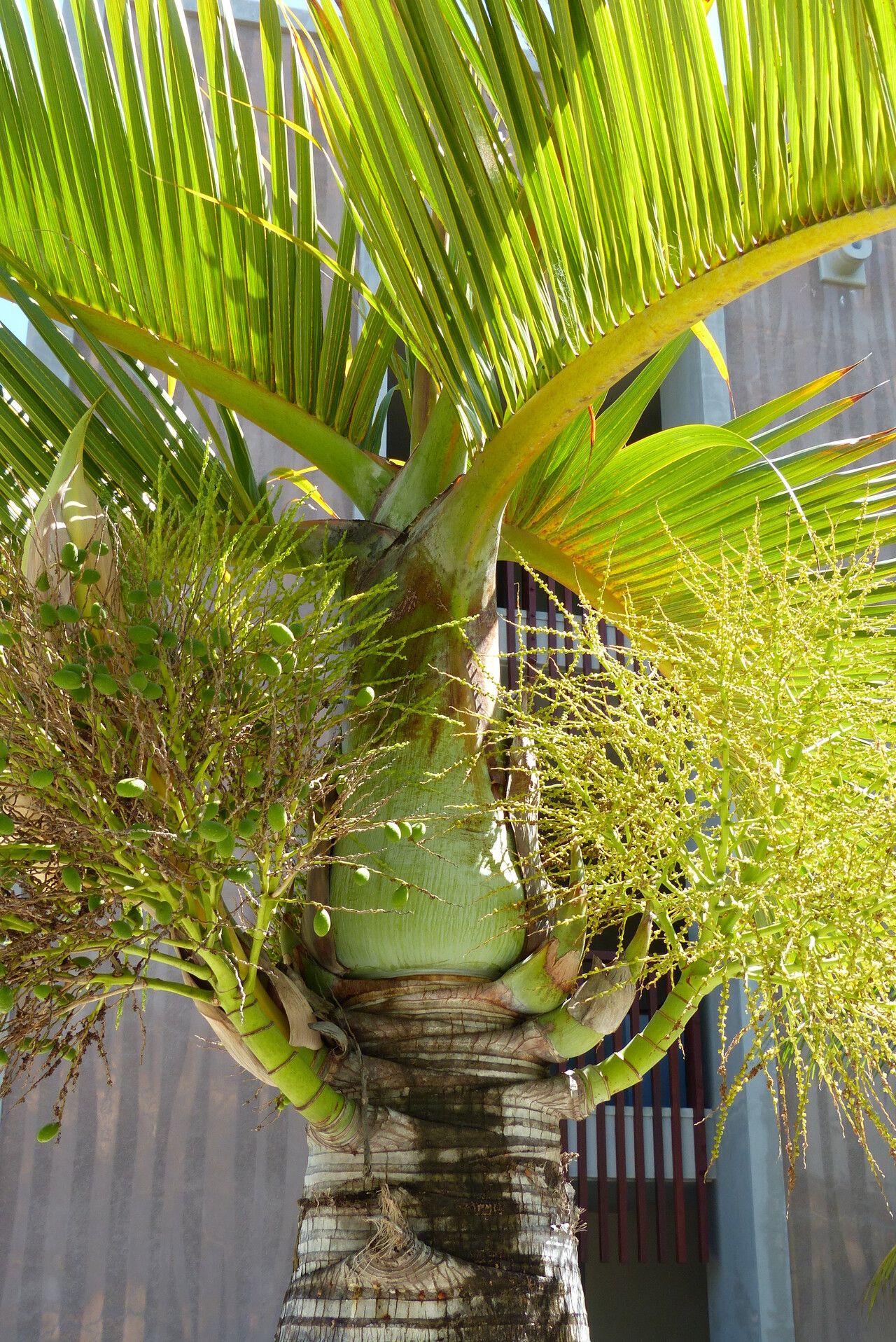 Hyophorbe lagenicaulis (Bottle Palm) (alternate view 12)
