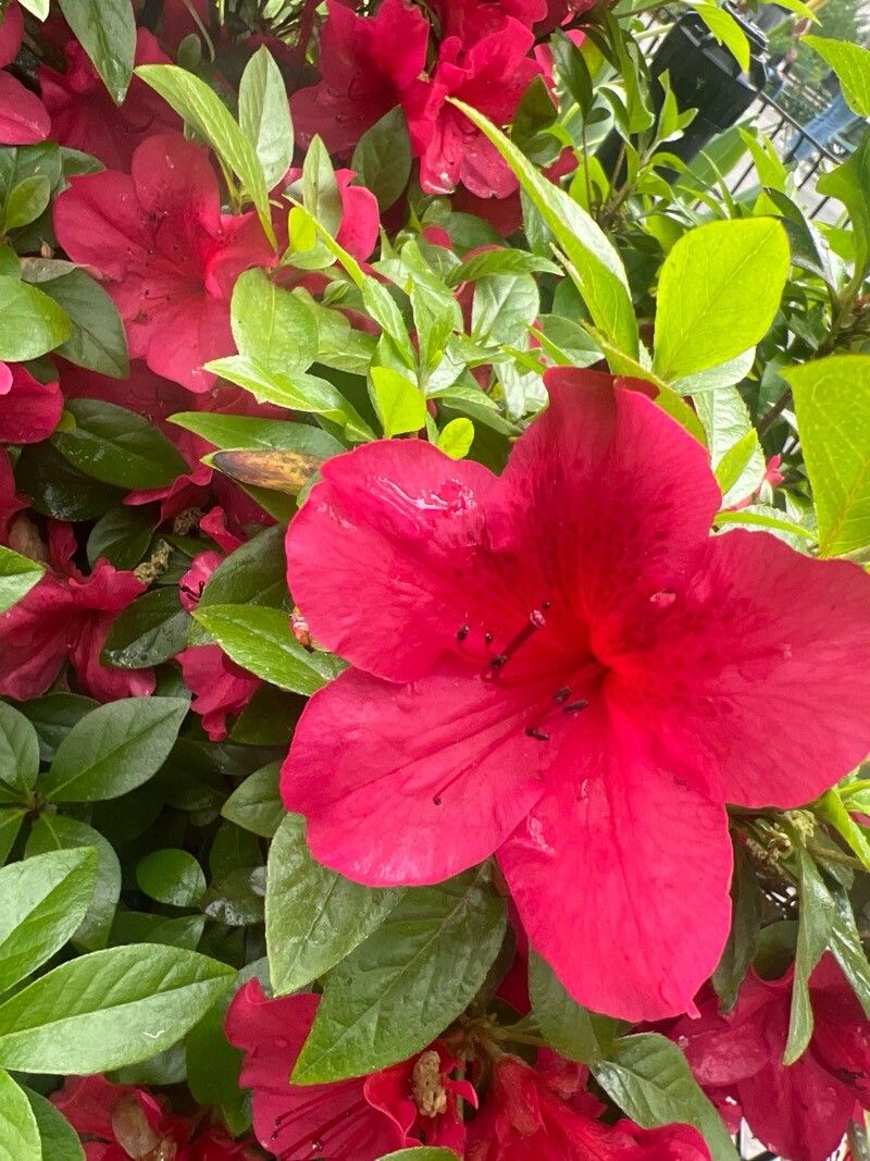 Rhododendron japonicum (Japanese azalea) (alternate view 11)