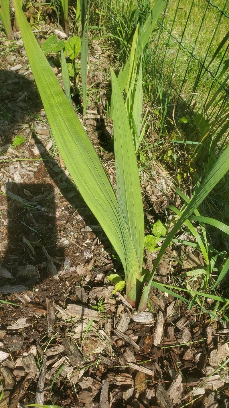 Gladiolus communis (Gladiolus) (alternate view 12)