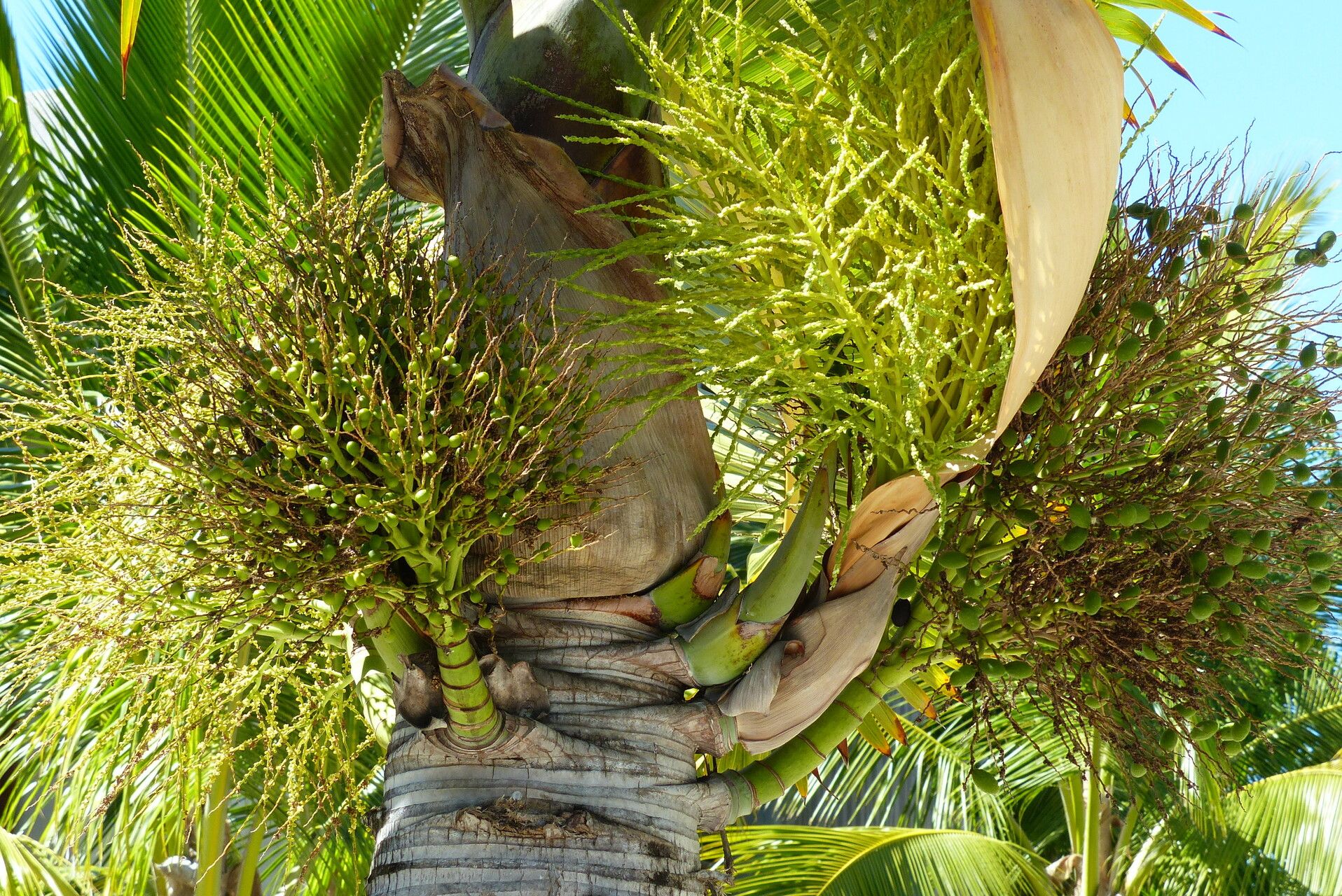Hyophorbe lagenicaulis (Bottle Palm) (alternate view 11)
