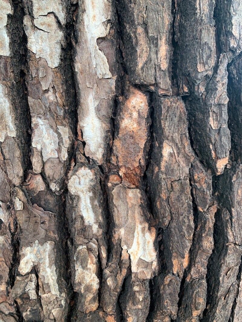 Cinnamomum camphora, Camphor tree — spreading evergreen (Lauraceae) (image 6 of 9)