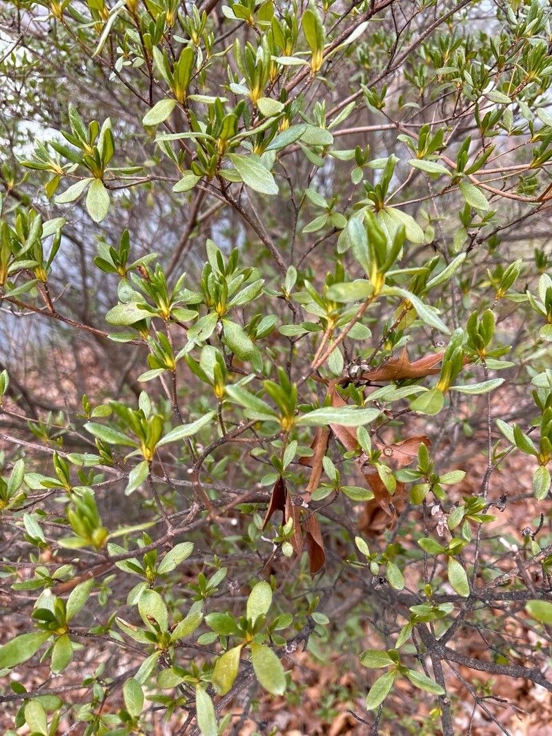 Rhododendron prinophyllum (early azalea) (alternate view 2)