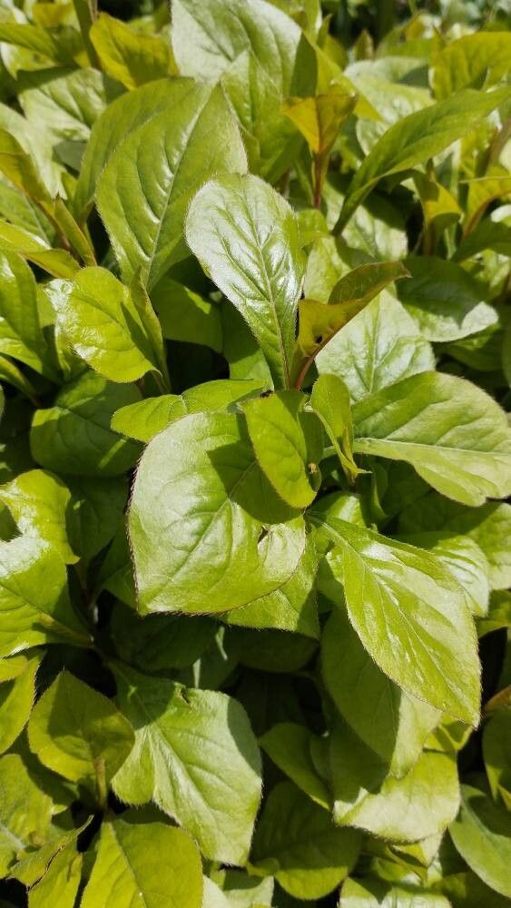 Ceratostigma plumbaginoides (Leadwort) (alternate view 12)