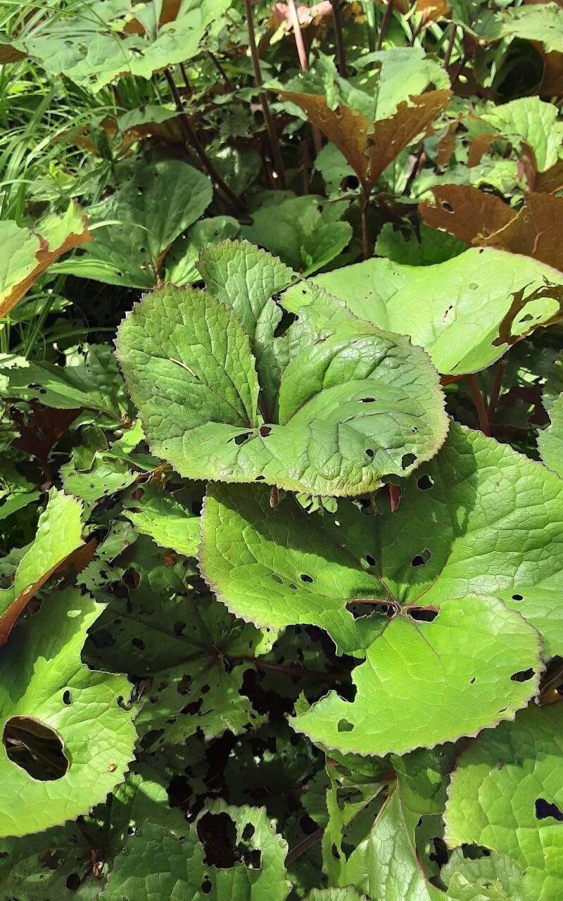 Ligularia dentata (ligularia) (alternate view 12)