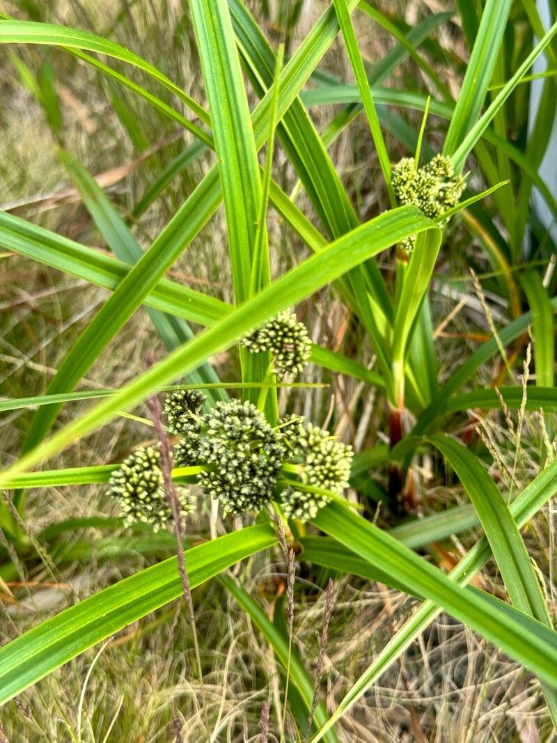 Scirpus atrovirens (dark green bulrush) (alternate view 10)