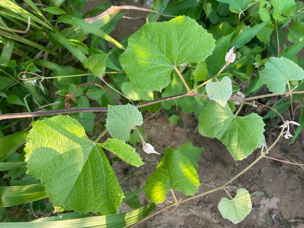 Vitis labrusca (fox grape) (alternate view 10)