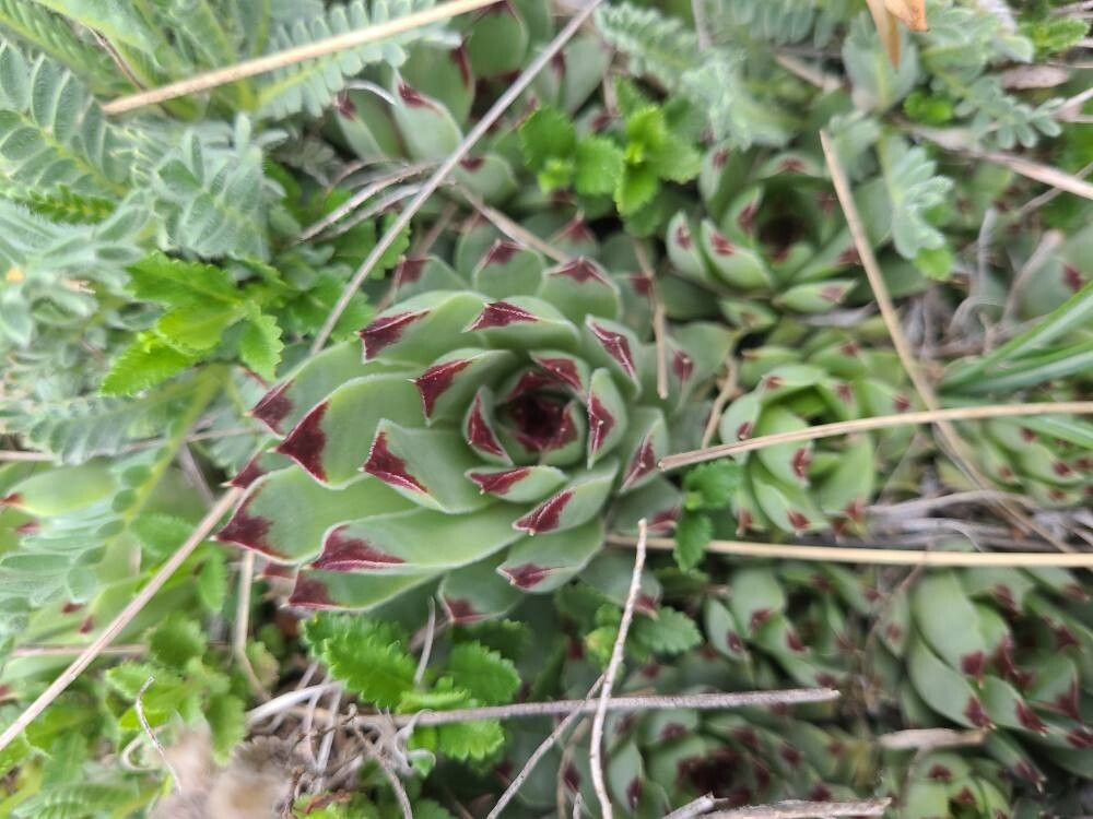 Sempervivum calcareum
