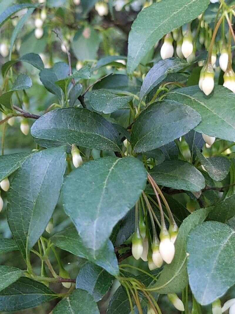 Styrax japonicus (Japanese snowdrop tree) (alternate view 13)