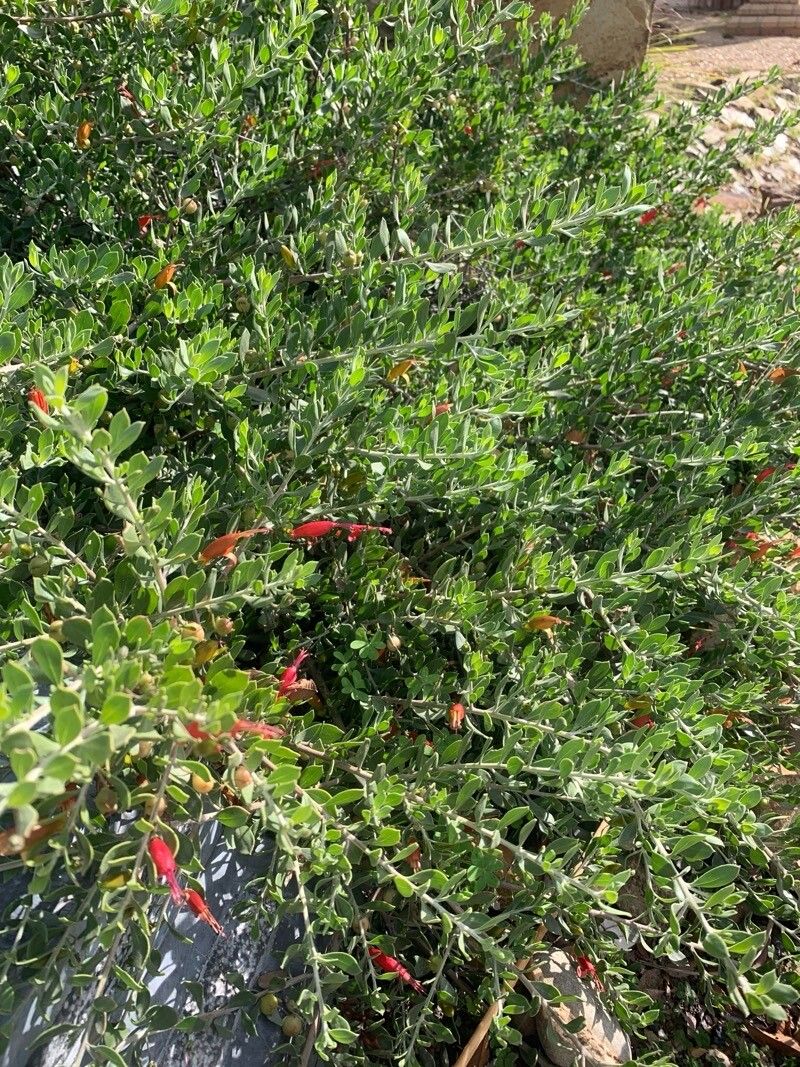 Eremophila glabra (Common Emu-Bush) (alternate view 12)