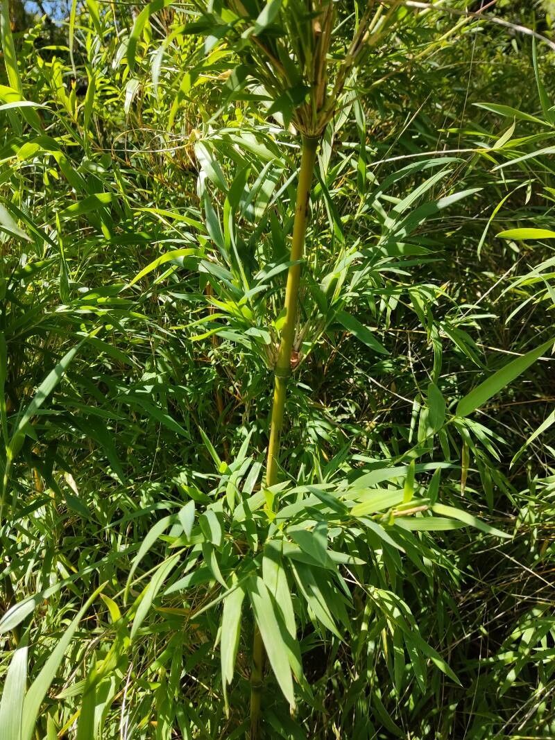 Chusquea culeou (Chilean Bamboo)