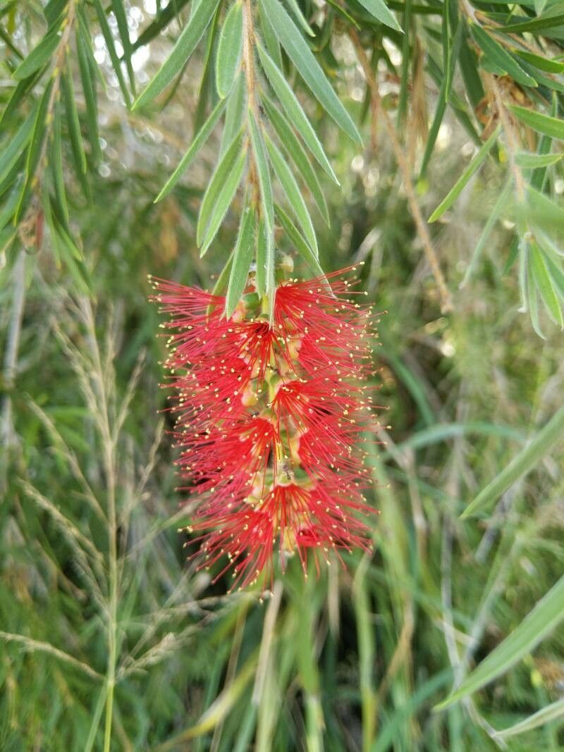 Callistemon viminalis, Weeping bottlebrush — spreading evergreen (Myrtaceae) (image 3 of 10)