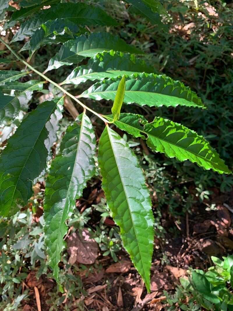 Elaeocarpus grandis (blue quandong) (alternate view 6)