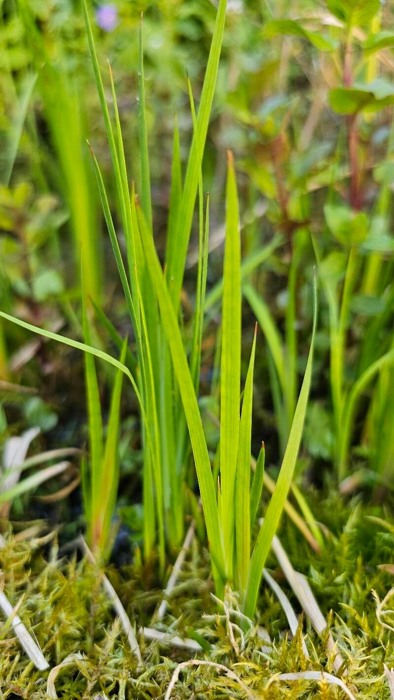 Juncus ensifolius (dagger-leaf rush) (alternate view 10)