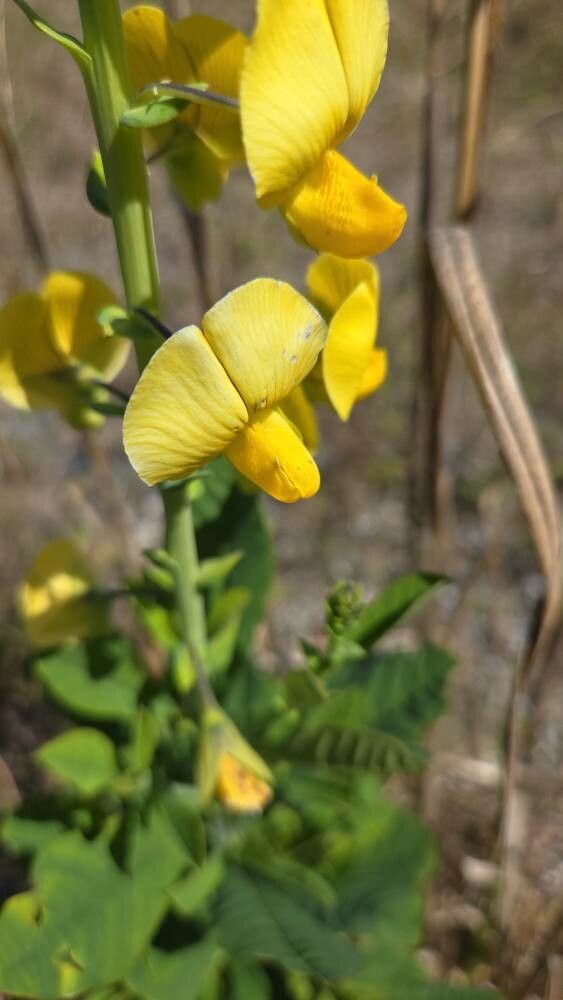 Crotalaria spectabilis (Showy Rattlebox)