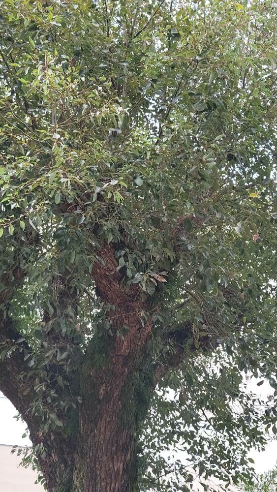 Cinnamomum camphora, Camphor tree — spreading evergreen (Lauraceae) (image 7 of 9)