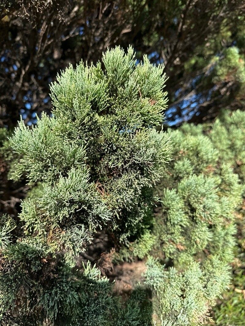 Callitris gracilis (Slender Cypress-pine) (alternate view 12)
