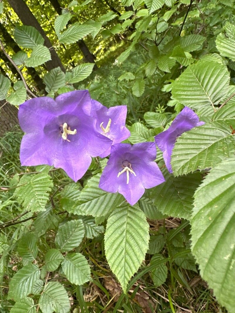 Campanula carpatica (bellflower) (alternate view 10)