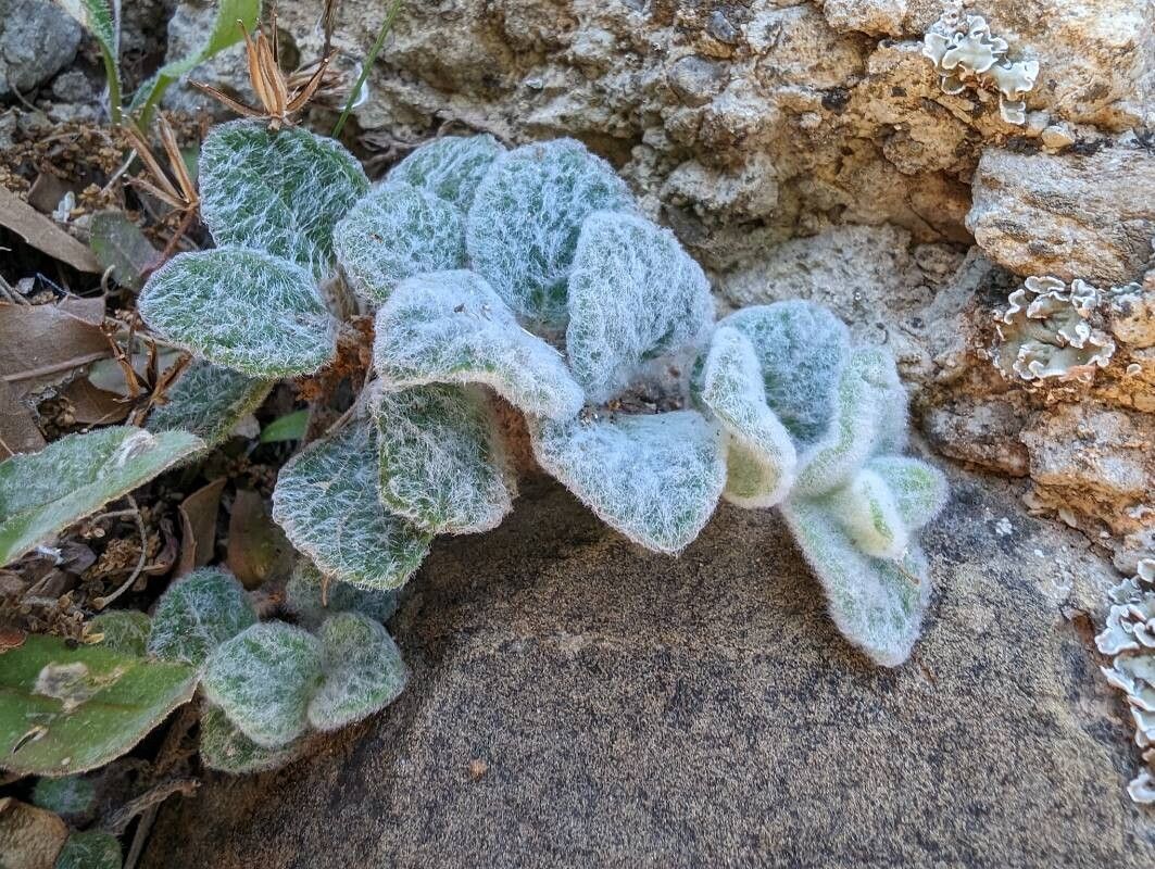 Origanum dictamnus (dittany of Crete) (alternate view 2)