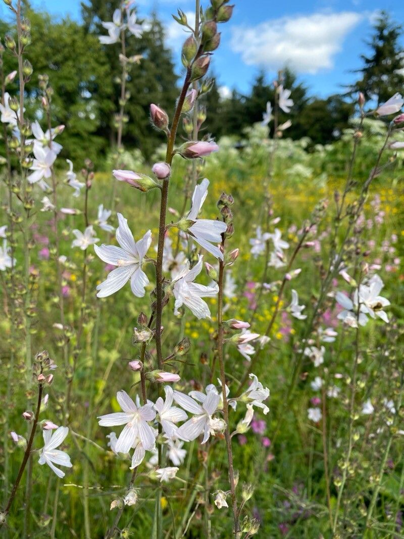 Sidalcea campestris (Meadow Checker-mallow) (alternate view 4)