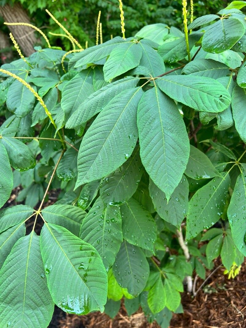Aesculus parviflora (Bottlebrush Buckeye) (alternate view 10)