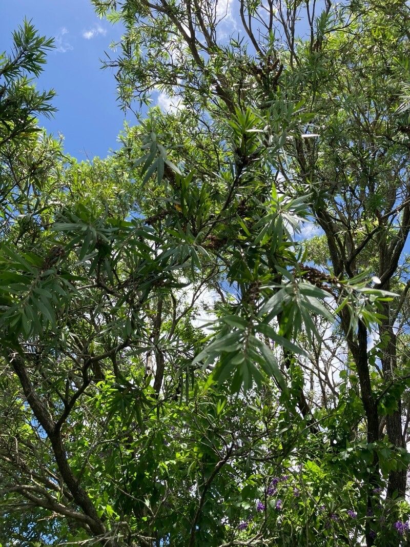 Callistemon viminalis, Weeping bottlebrush — spreading evergreen (Myrtaceae) (image 5 of 10)