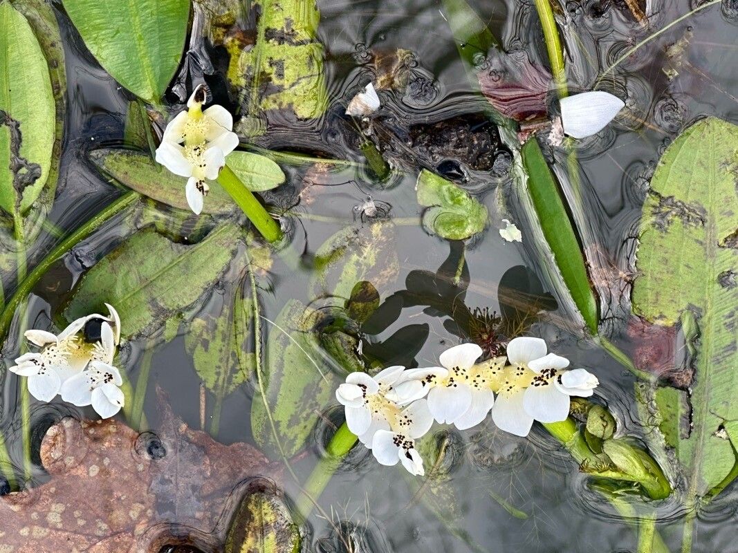 Aponogeton distachyos (alternate view 2)