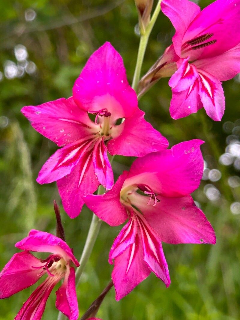 Gladiolus communis (Gladiolus) (alternate view 11)
