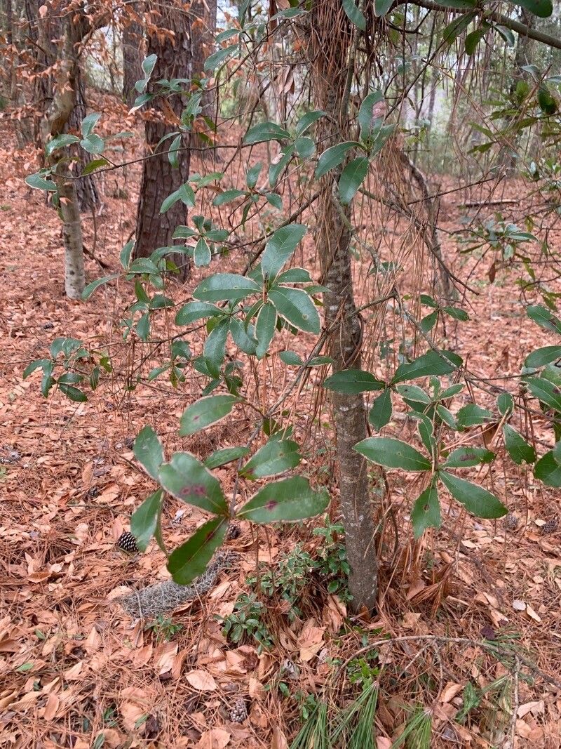 Quercus laurifolia (swamp laurel oak) (alternate view 13)