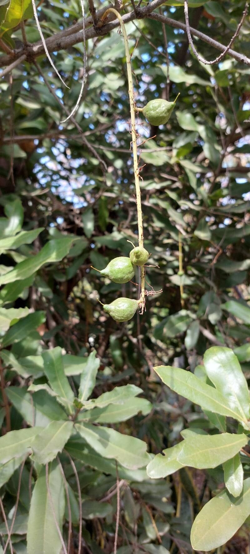 Macadamia integrifolia (Macadamia Nut) (alternate view 2)
