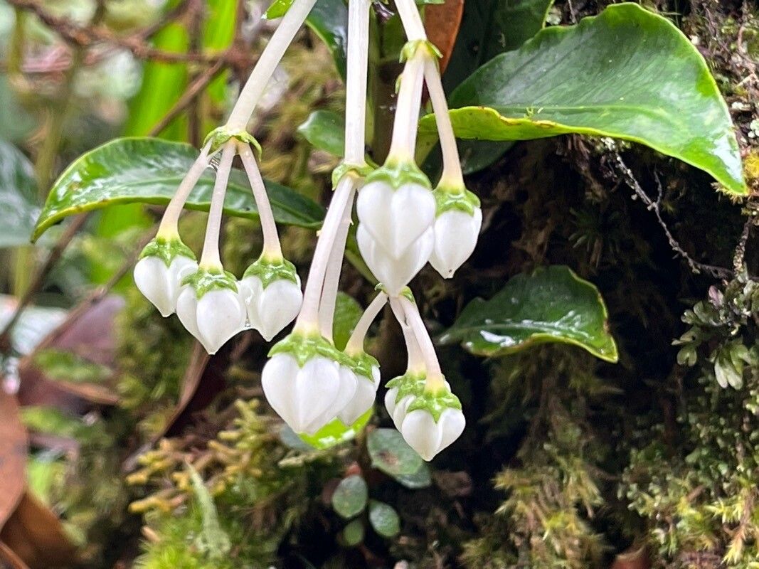 Hoya multiflora (variegated) (Variegated Hoya Multiflora) (alternate view 2)