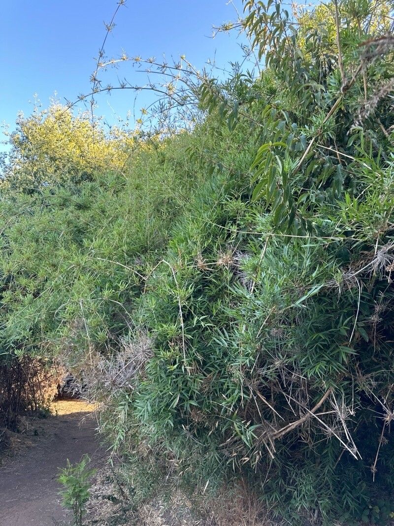 Chusquea (alternate view 2)