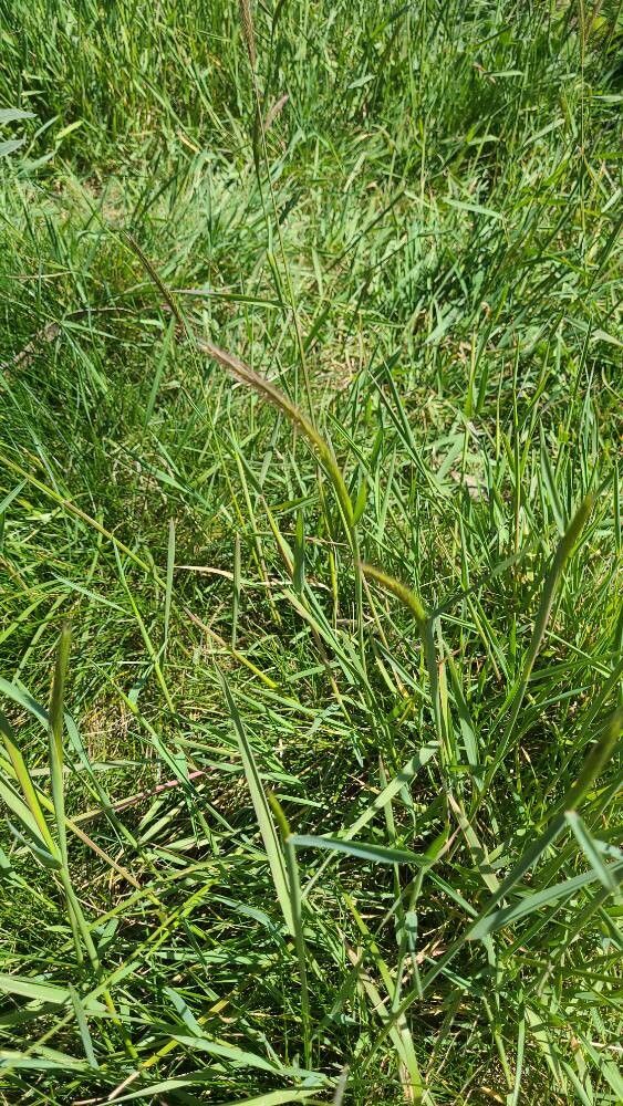Hordeum brachyantherum (Meadow Barley)
