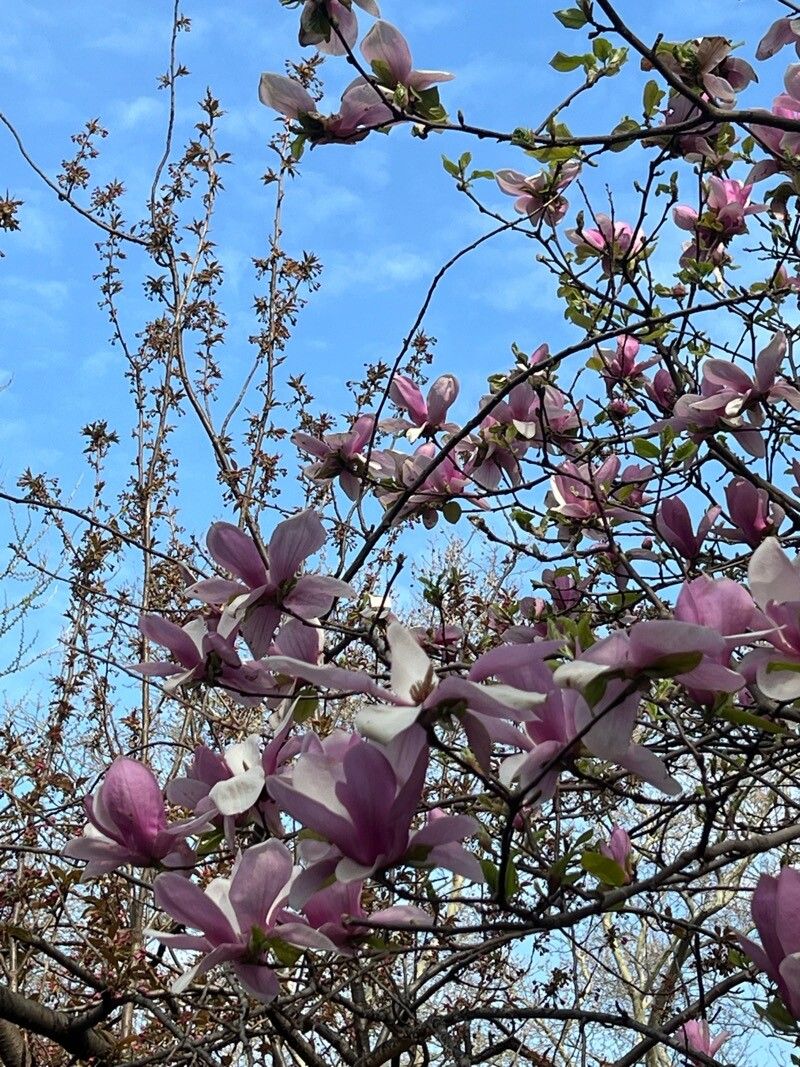 Magnolia × soulangeana (saucer magnolia) (alternate view 14)