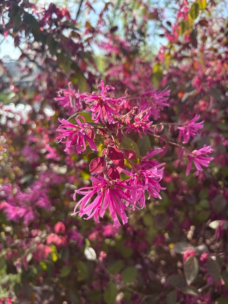 Loropetalum (alternate view 2)